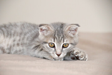 Fototapeta na wymiar little striped playful kitten playing on bed at home. Healthy adorable domestic pets and cats