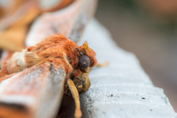 Close up of a dead Atlas moth (Attacus Atlas)