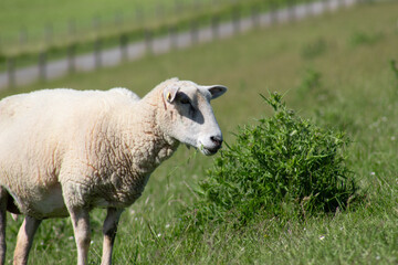 Closeup of peaceful grazing sheep on fresh green dike or meadow, Friesland, Germany 