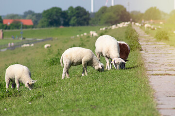 Peaceful grazing sheep on fresh green dike or meadow, beautiful countryside landscape in the background, national park Wadden Sea in Friesland, Germany at the Jade Bay
