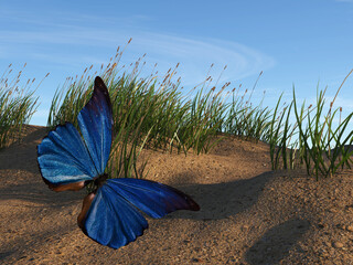 Illustration of a blue butterfly flying over a sand dune