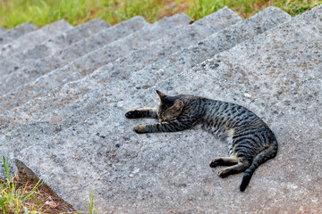 Gray cat on a concrete staircase