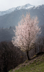 blossoming whole cherry tree with glowing light