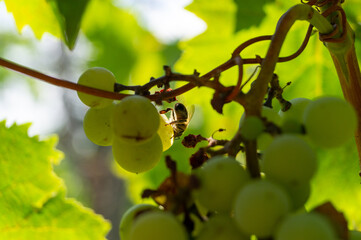 bees wasps sit on bunches of ripe grapes