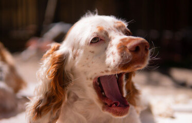 english cocker yawn