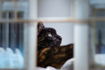 Uma gata com pelagem padrão casco de tartaruga, deitada, vista através de uma janela.