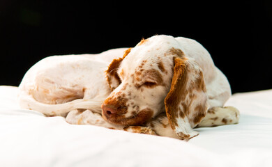 dog sleeping on the bed