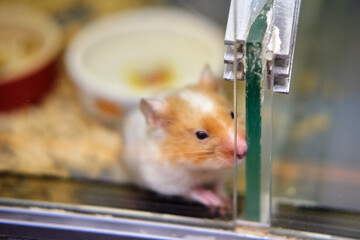 Hamster behind glass in a pet store, mice and rodents for sale in a cage