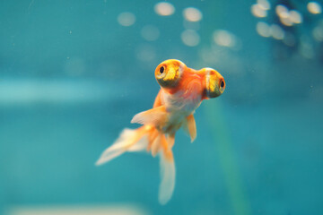 Voilehvost goldfish behind glass in a blue aquarium, close-up