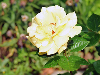 kwiat białej róży