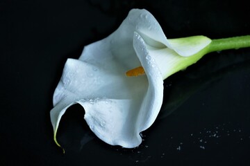 White calla flower with water drops ob dark background - obrazy, fototapety, plakaty