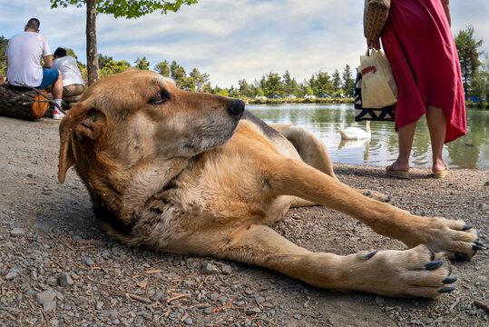 Beletsi lake in Athens, Parnes Mountain - Greece. Lazy brown stray dog is laying down on the lake's shore and looking a woman in red dress who is feeding a duck.