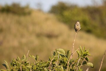 Tree Pipit on branch