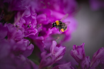 Purple pink flowers with bee