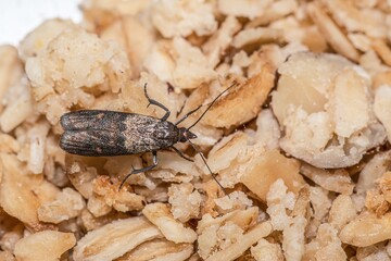 Close-up view on indian-meal moth on oatmeal. - obrazy, fototapety, plakaty