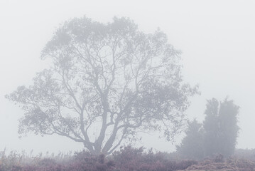 Fototapeta na wymiar Tree standing in mist, Sweden