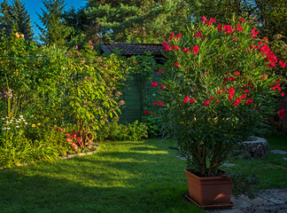 Nice oleander in the garden in summer