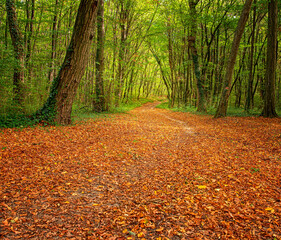 Nice autumnal scene in the forest