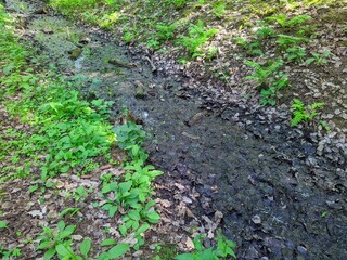 drying river in the forest in the daytime in summer.