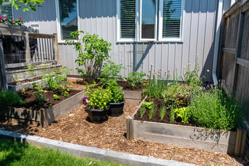 This small urban backyard garden contains square raised planting beds for growing vegetables and...