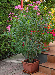 Nice oleander in the garden in summer