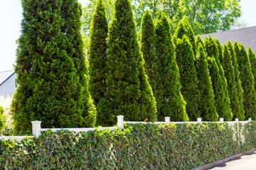 Emerald cedar evergreen trees, also known as Thuja occidentals Smaragd, provide year round privacy along a driveway.