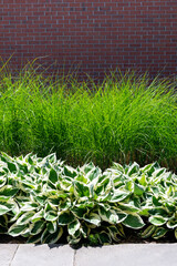 Green and white variegated hostas and tall maiden grass Miscanthus sinensis Gracillimus provide texture, contrast and low maintenance  in this large commercial landscaping project.