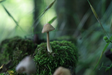 mushroom in the forest