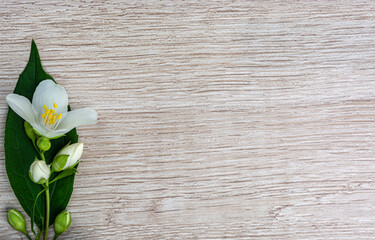 a sprig of jasmine flowers on a wooden background copy space