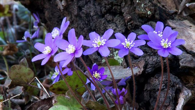 Flowering Liverwort, Hepatica nobilis during spring in sweden