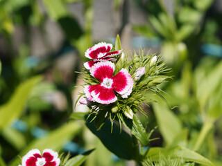 Dianthus barbatus or sweet William. Cluster of flowers with two-tone petals, pink and white with...