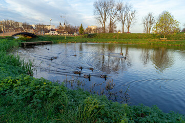 Fototapeta premium landscape with river and ducks and sky
