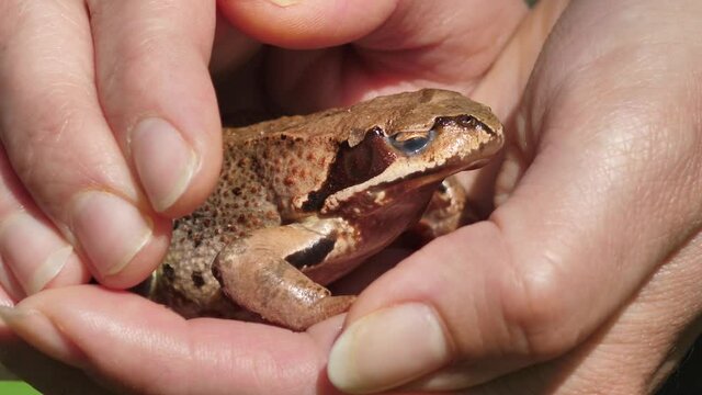 The brown frog sits calmly on its wrist
