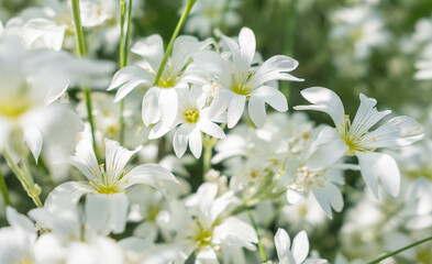 Obraz na płótnie Canvas white flowers blooming in spring