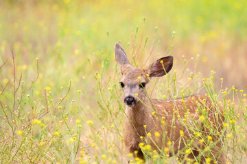 Santa Barbara California Widlife, Baby Deer