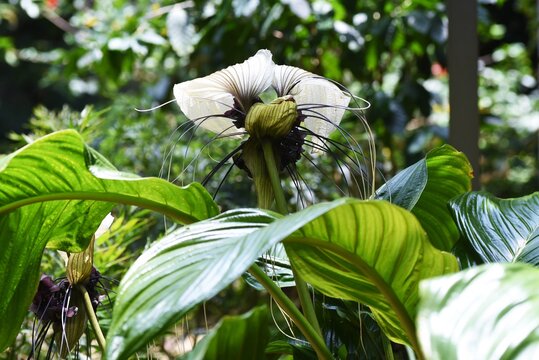 White bat flower (Tacca integrifolia). Taccaceae tropical evergreen perennial bulbous plant.