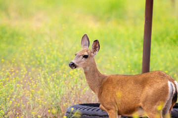 Doe in California, Central Coast Wildlife