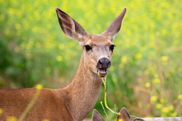 Deer Drinking from Dirty Water Trough