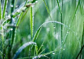Fresh green spring or summer grass with dew water drops in the morning. Foggy morning. Art natural fresh background.