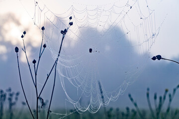 Close up abstract art macro photography of cobweb or spiderweb with rain or dew water drops in the morning fog. Natural abstract background.