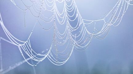 Close up abstract art macro photography of cobweb or spiderweb with rain or dew water drops in the morning fog. Natural abstract background.