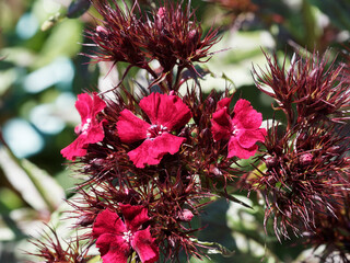 Dianthus barbatus | Sweet William plant or bunch pink. Cluster of flowers with deep red petals with...
