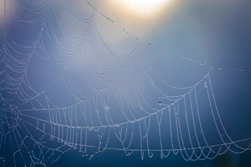 Close up abstract art macro photography of cobweb or spiderweb with rain or dew water drops in the morning fog. Natural abstract background.
