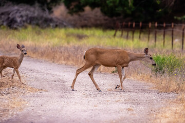 Baby Deer Crossing Road in Los Olivos California
