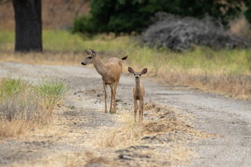 Deer on Dirt Road on Ranch in California