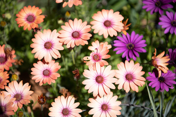 Fototapeta premium Blooming daisies flowering plants on spring field, bloom