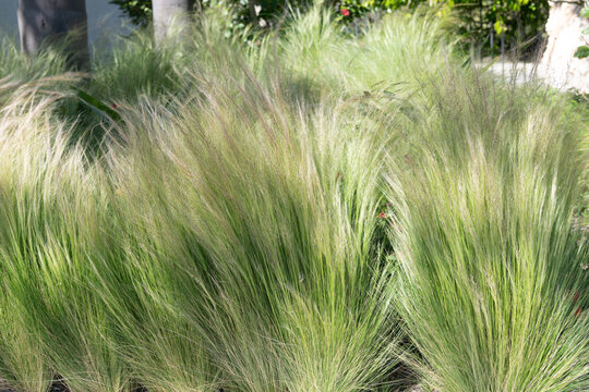 Nassella tenuissima or Mexican feathergrass ornamental grass plant grassy background, grasses