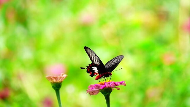 HD 1080p super slow Byasa adamsoni adamsoni (Grose-Smith, 1886) : Adamson&rsquo;s Rosethai butterfly in pasture flowers Insect outdoor nature green backgound