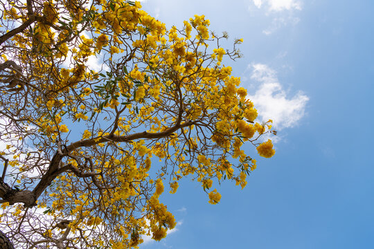 Blossoming season. Blossoming tabebuia aurea on blue sky. Tabebuia tree in yellow blossom
