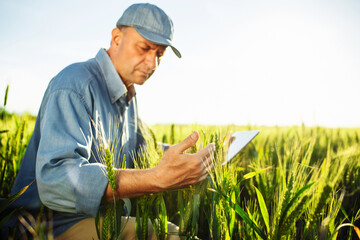 Male farmer sits in the middle of the green wheat field checking the quality of the new season crop and sends information via tablet to the server for further analysis. Smart farming concept. - obrazy, fototapety, plakaty